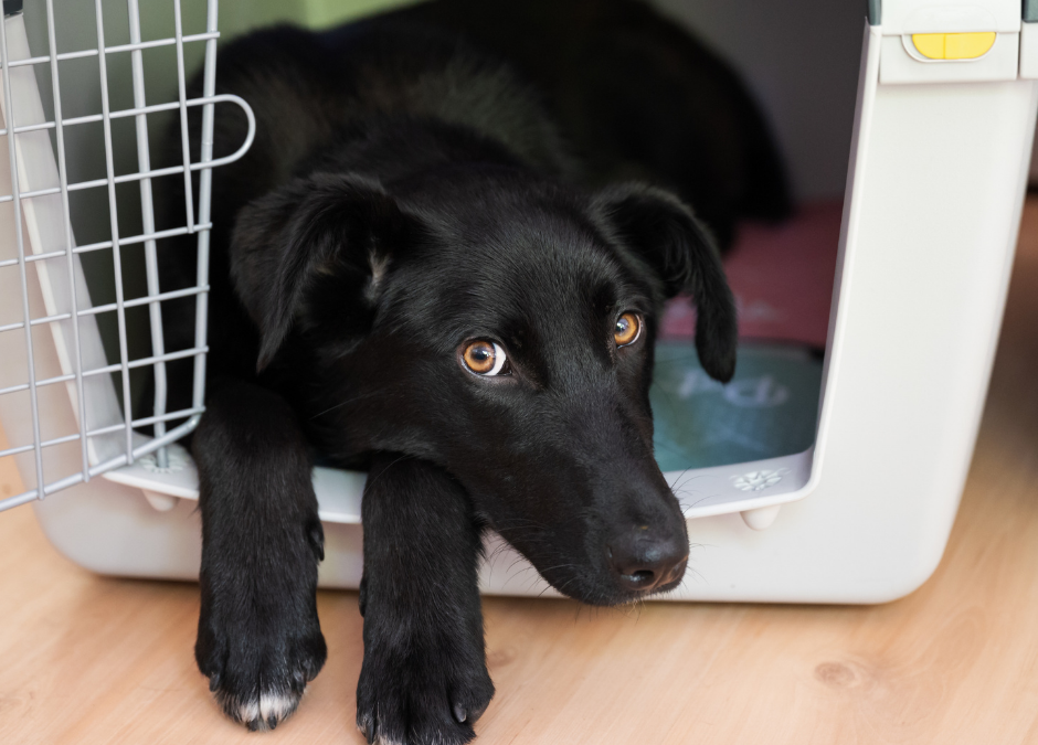 Black Lab Laying in Dog Crate