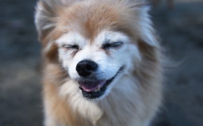 Train an Older Dog – Is it Ever Too Late?