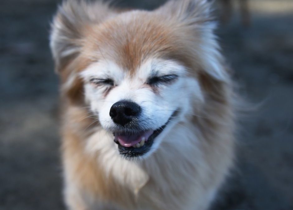 Train an Old Dog - Senior Chihuahua Smiling