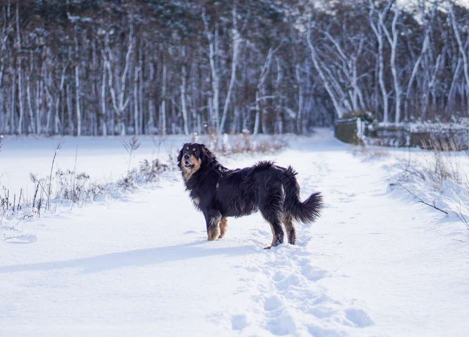 Cold Weather Care for Dogs